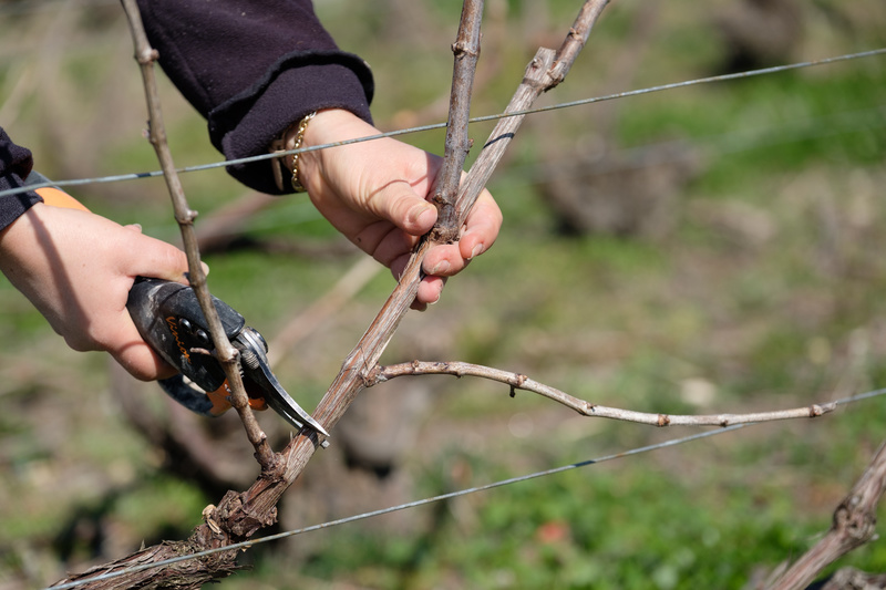 Unterschiede zwischen Kleinerzeuger und gro&szlig;en Champagnerh&auml;usern, kleiner Winzer, unabh&auml;ngiger Winzer, gro&szlig;es Champagnerhaus, gro&szlig;e Champagnermarke