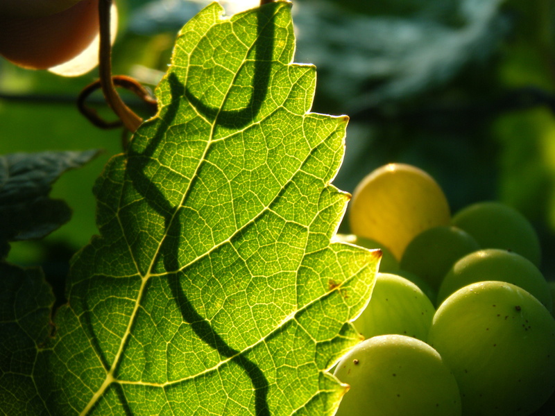 Pouilly Weinberg und Traube