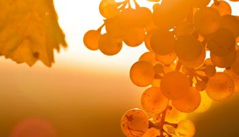 At Vinatis, we have many different grape varieties... which one are you looking for?