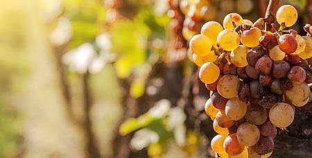 Seltene Rebsorten bei vinatis.de Seltene Rebsorten bei vinatis.de