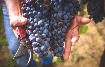 Tempranillo Rotweine online bestellen beim Weinversand Vinatis.
