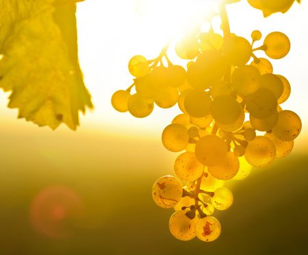 Riesling Weine beim Weinversand Viantis online kaufen.