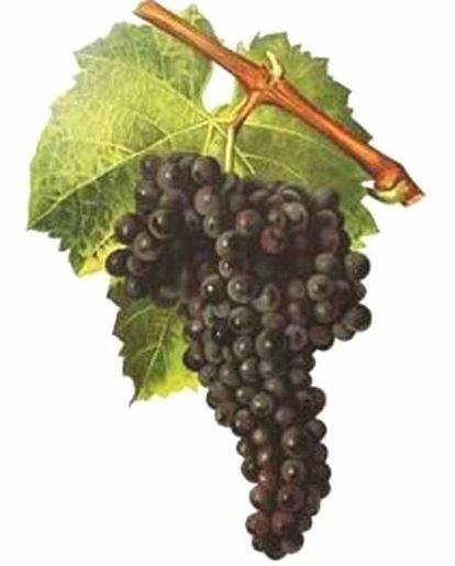 Mourvèdre, Mataro oder Monastrell Weine beim Weinversand Vinaits online kaufen.