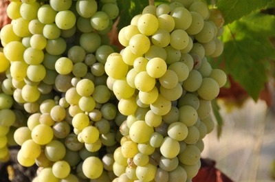 Semillon Weine sind charaktervoll und besitzen zahlreiche Aromen.