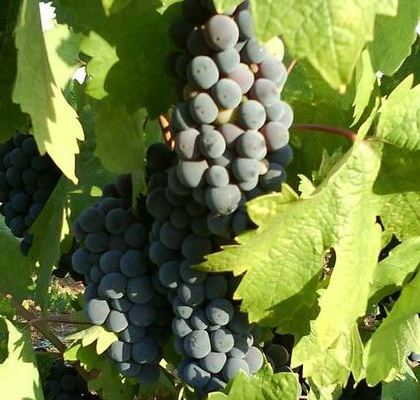 Zinfandel ist beliebter Rotwein, den man Online bei Vinatis bestellen kann.