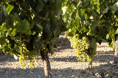 Marsanne Weißwein aus dem Rhonetal bei Vinatis online kaufen.