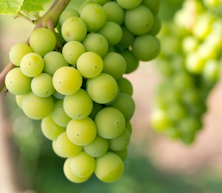Pinot grigio gehört zu den beliebtesten Weissweinen und gibt's zum Bestpries beim Weinversand Vinatis online.
