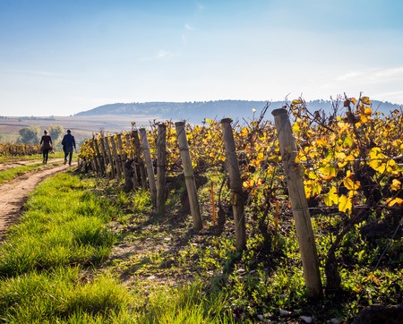 Pinot grigio online kaufen beim Weinversand Vinatis .