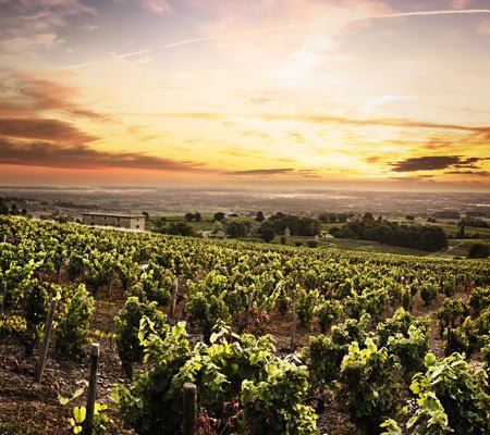 Rhone Weine der besten Appellationen bei Vinatis online bestellen. 