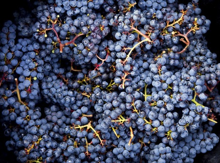 Die Sangiovese Traube erzeugt erstklassige Rotweine und Weissweine.