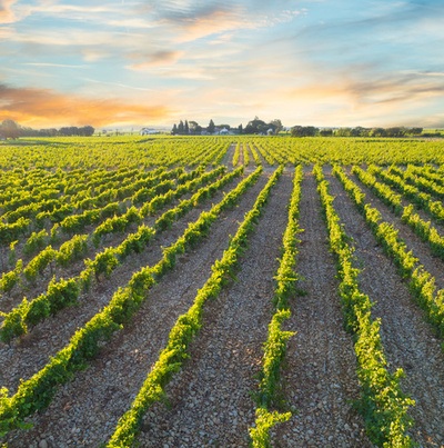 Vigne dello Chateauneuf du Pape