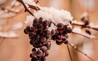 Eiswein ist ein Süsswein und eine origineller Wein, der keinem anderen ähnelt.