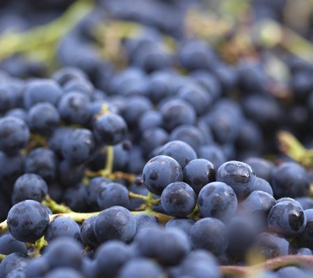 Pinot noir ist die Diva der roten Trauben und erzeugt beste Weine und Champagner